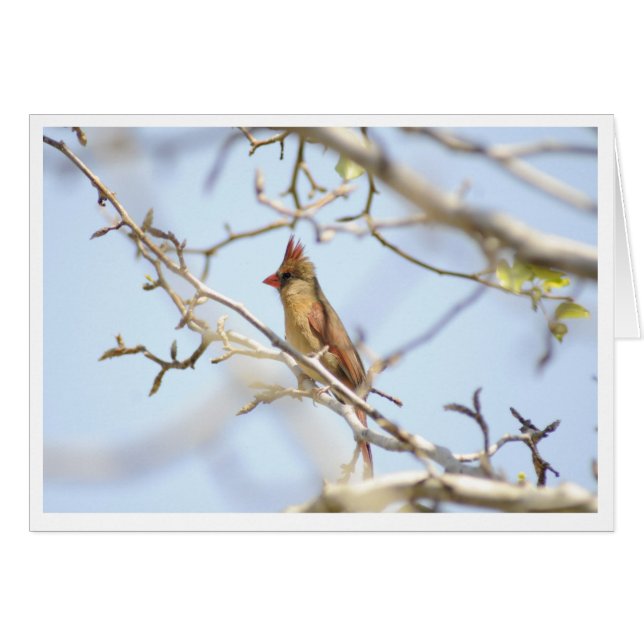 春の（鳥）ショウジョウコウカンチョウ (正面横)