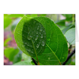 春のChokecherryの葉