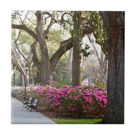 春のForsyth公園のツツジOaのサバンナジョージア タイル (正面)