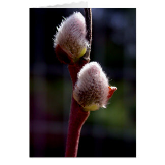 春のPussywillowの芽