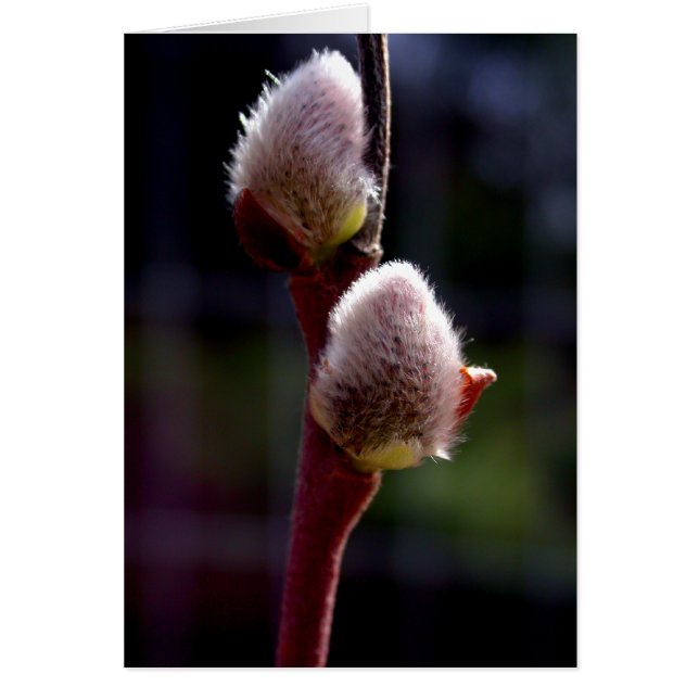 春のPussywillowの芽 (正面)