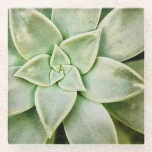 春のSucculent ガラスコースター