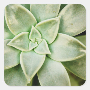 春のSucculent スクエアシール