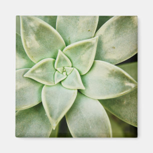 春のSucculent マグネット