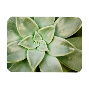 春のSucculent マグネット