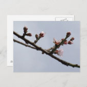 春はがき ポストカード (正面/裏面)