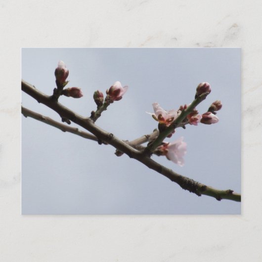 春はがき ポストカード (正面)
