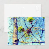 春はカエデの木を様式化 ポストカード (正面/裏面)