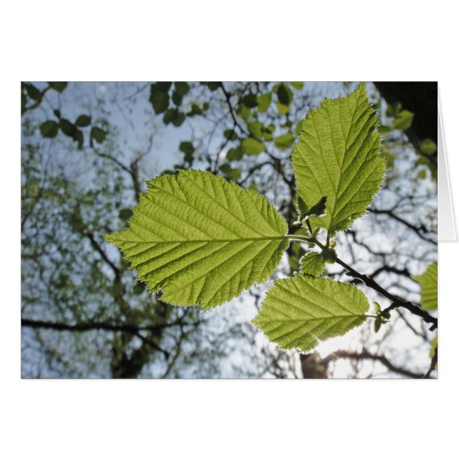 春はカードを去ります (正面横)