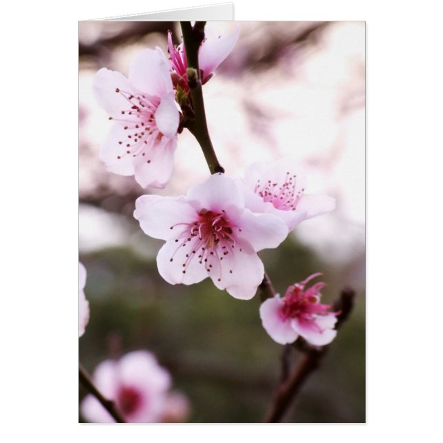 春はカード活気付きます (正面)