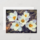 春はクロッカスの花を生む ポストカード (正面/裏面)