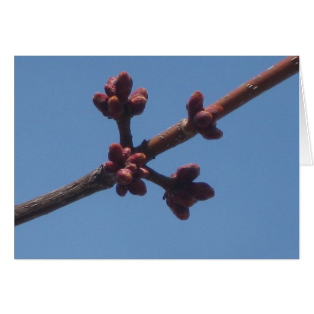 春は現れ始めます (正面横)