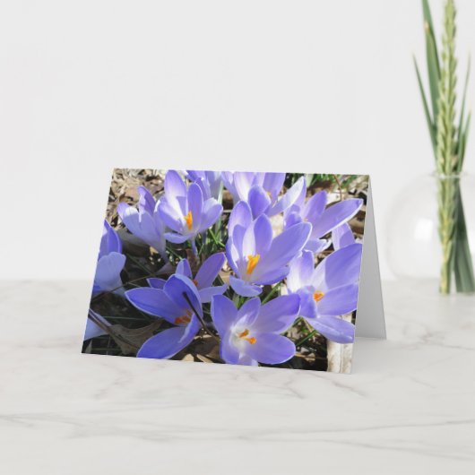 春は破烈しましたり、クロッカス及びRedbudの木 カード (正面)