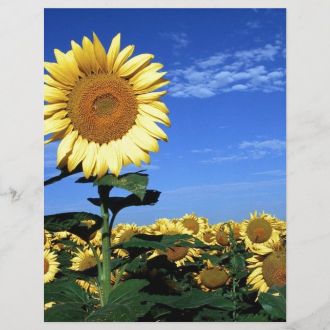 春ひまわり (正面)