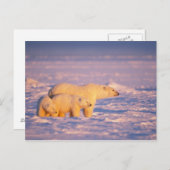 春を持つ白くまの雌豚は凍結するのでcubs ポストカード (正面/裏面)
