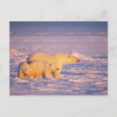 春を持つ白くまの雌豚は凍結するのでcubs ポストカード (正面)