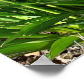 春イエローダッフォジルポスター ポスター (角)