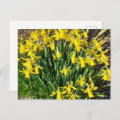 春イエローダフォジルハガキ ポストカード (正面/裏面)