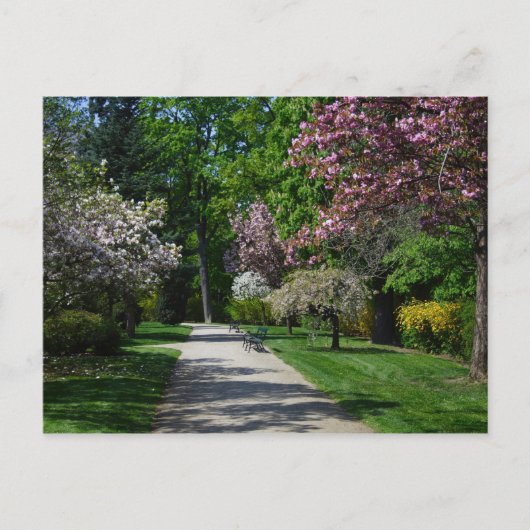 春インウィーンオーストリア ポストカード (正面)