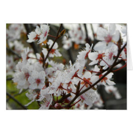 春インキャンベラ