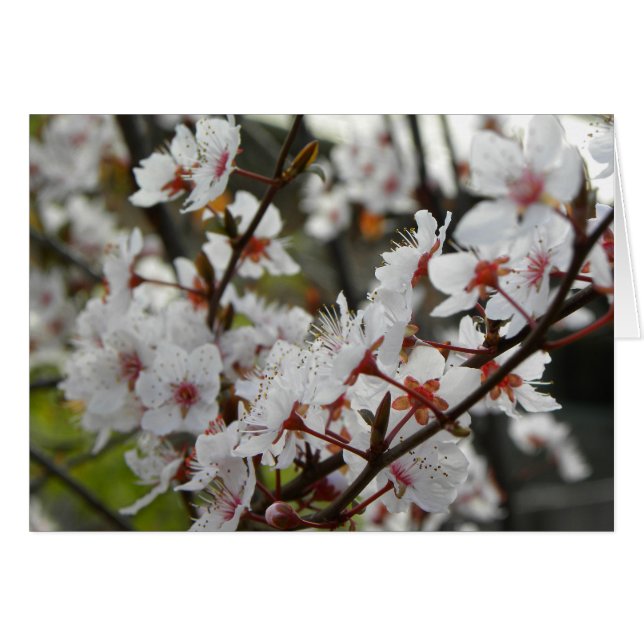 春インキャンベラ (正面横)