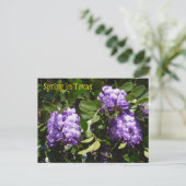 春インテキサス州 ポストカード (スタンド正面)