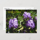 春インテキサス州 ポストカード (正面/裏面)