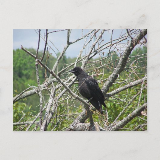 春インメイン ポストカード (正面)