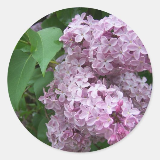 春インメイン ラウンドシール (正面)