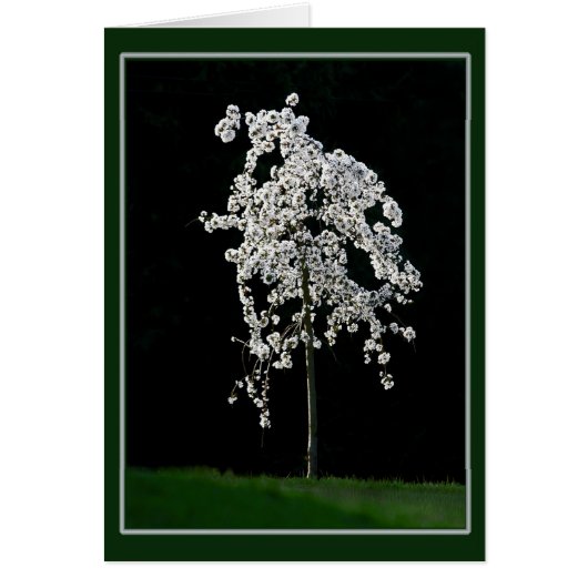 春イン開花 (正面)