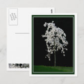 春イン開花 ポストカード (正面/裏面)