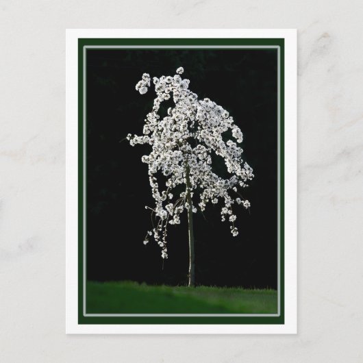 春イン開花 ポストカード (正面)