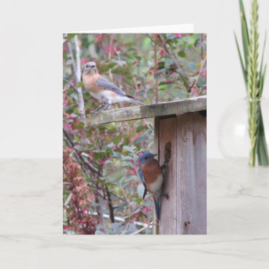 春イースタンブルーバード カード (正面)