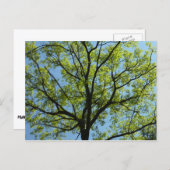 春オークツリー鮮やか自然 ポストカード (正面/裏面)