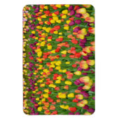 春カラフルチューリッププリント磁石 マグネット (縦)