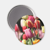 春カラフルチューリップ マグネット (正面/裏面)