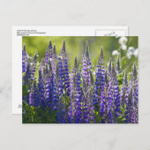 春カラフルルピネス… ポストカード (正面/裏面)
