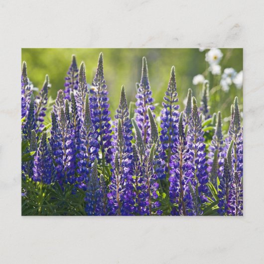 春カラフルルピネス… ポストカード (正面)