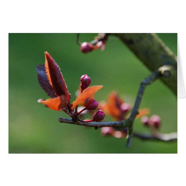 春カード (正面横)