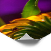 春ガーデン白熱［赤熱］光を放つデイジーペチュニアポスター ポスター (角)