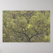 春グリーンインザアウェイクニングフォレストポスター ポスター (正面)