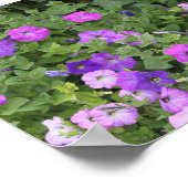 春サマーフローラパープルペチュニアフラワーズデコール ポスター (角)