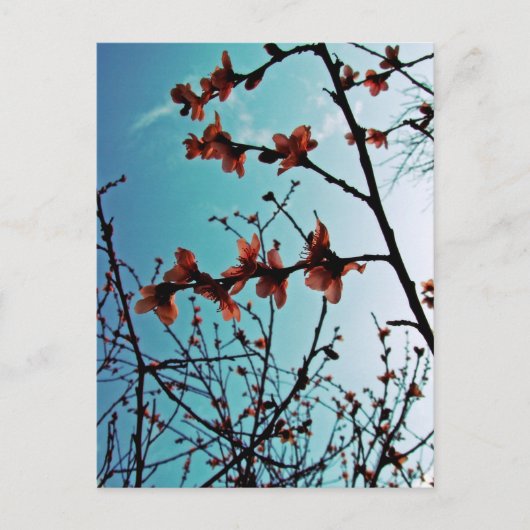春スカイポストカード ポストカード (正面)