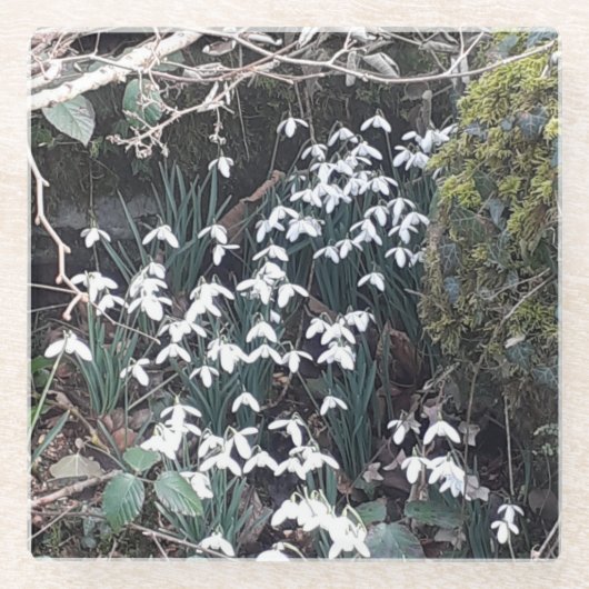 春スノードロップガラスコースター ガラスコースター (正面)