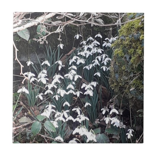 春スノードロップセラミックタイル タイル (正面)