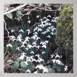 春スノードロップポスター ポスター