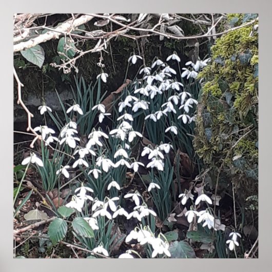 春スノードロップポスター ポスター (正面)