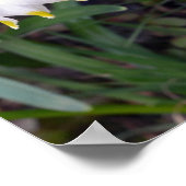 春スノーフレークロイコジュムバーナムフラワー ポスター (角)