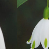 春スノーフレーク花壁紙 壁紙 (縫い目)