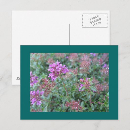 春タイム ポストカード (正面/裏面)